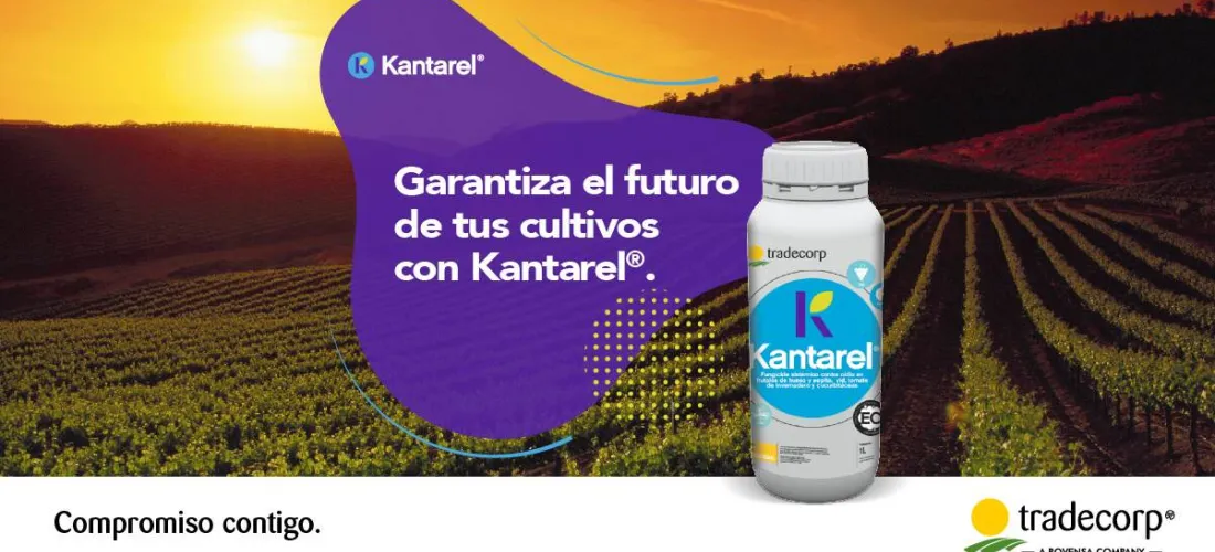 Kantarel®, la solución de Tradecorp “para dominar con fuerza” al oídio en viña