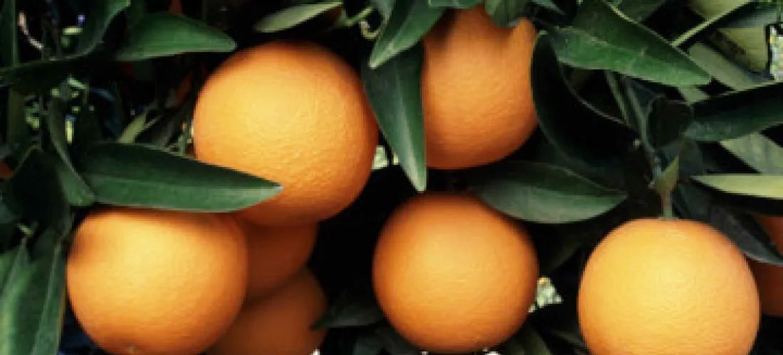 La Generalitat Valenciana recomienda el uso de aceite de naranja frente al cotonet de Sudáfrica