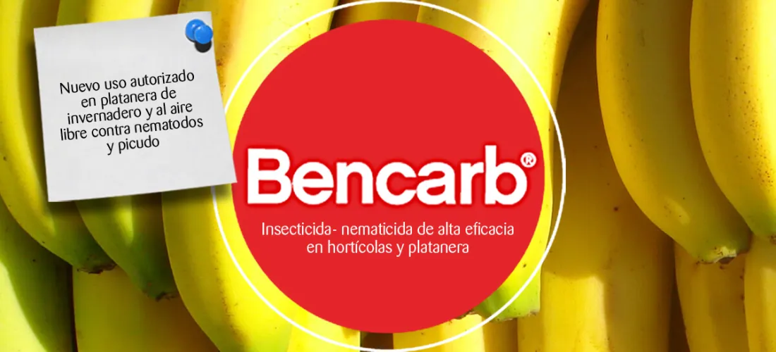 Bencarb®, autorizado como uso menor en platanera de invernadero y al aire libre contra nematodos y picudo