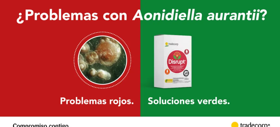 Tradecorp lanza un difusor sostenible y ecológico capaz de controlar las plagas en cítricos mediante la confusión sexual