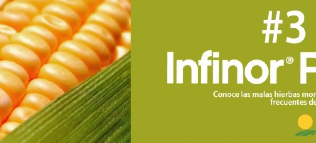 Conoce las malas hierbas monocotiledóneas más frecuentes del cultivo del maíz