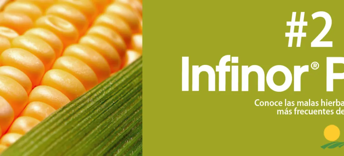 #InfinorPills 2: Conoce las malas hierbas dicotiledóneas más frecuentes del cultivo de maíz
