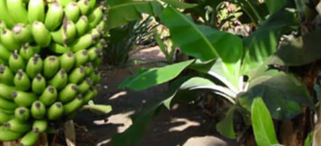 Bencarb®,  ampliación uso menor en plantanera