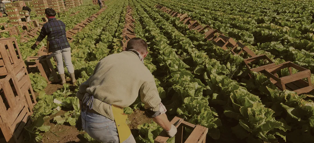 Soluciones para crecer y hacer la agricultura rentable