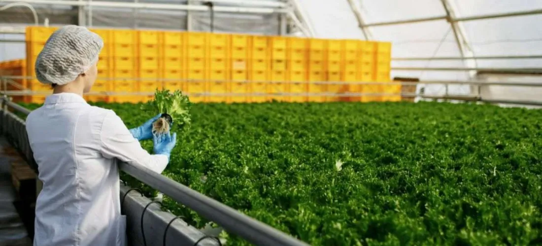 Sanidad vegetal: ¿Por qué es tan importante?