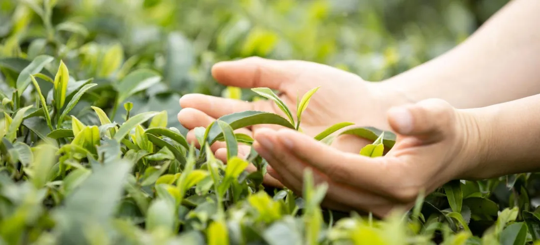 Agricultura protegida: ¿Qué es y por qué es importante?