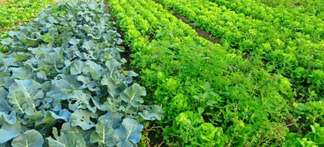 ¿Qué es la agricultura intensiva?