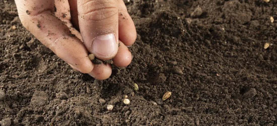 ¿Cuál es la mejor tierra para el cultivo exterior?